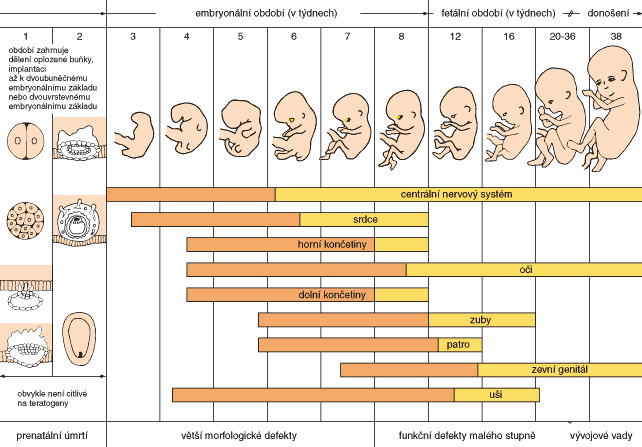 vyvoj embrya krok po kroku
